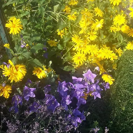 Tiny Am Bach Pettenbach