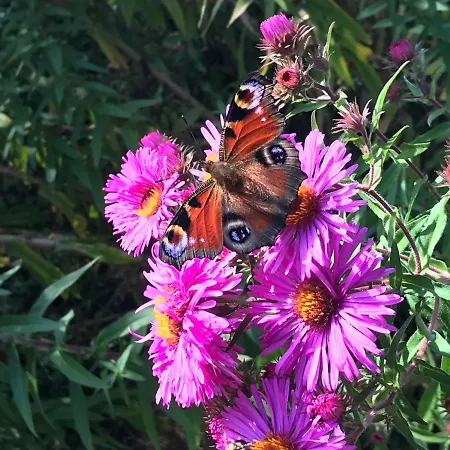 Tiny Am Bach Ferienhaus *